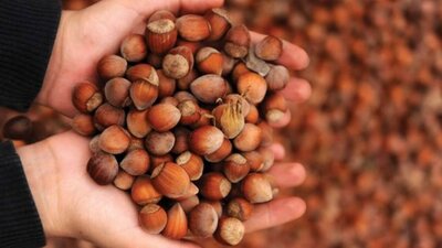 İl il fındık fiyatları listesi