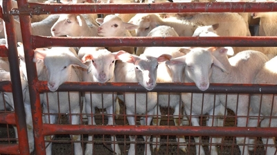 Küçükbaş yatırımda destek esasları belirlendi