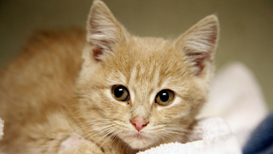 Rusya'da kuruldu... 'Kedi Bürosu' ilgi çekiyor