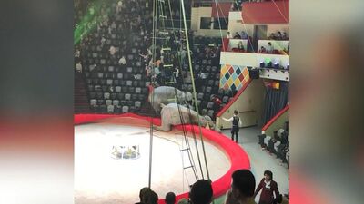 Filler birbirine girdi... İzleyenler böyle kaçtı