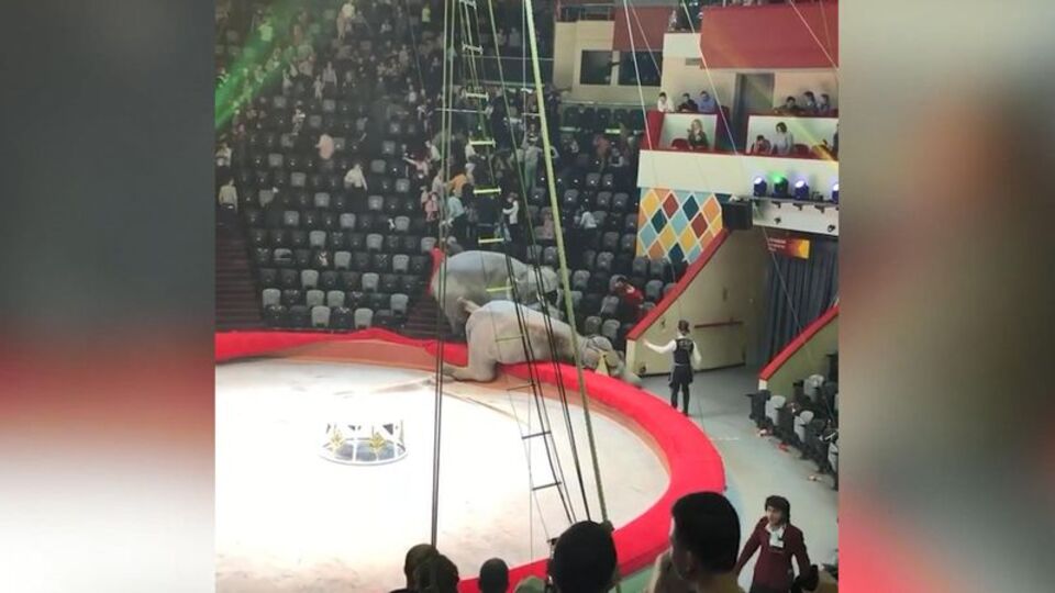 Filler birbirine girdi... İzleyenler böyle kaçtı