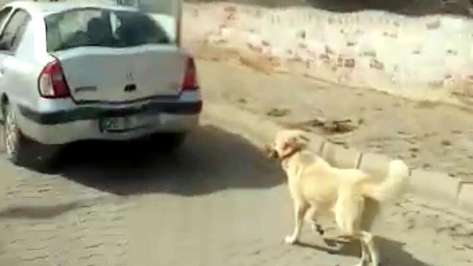 Köpeği aracın arkasına bağlayıp sürükledi!