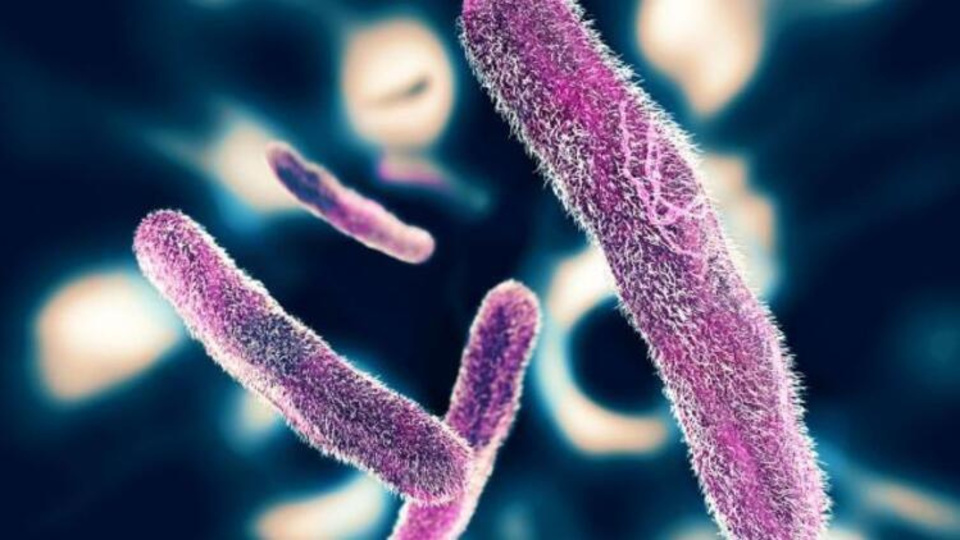 Dizanteri nedir, nasıl bulaşır?