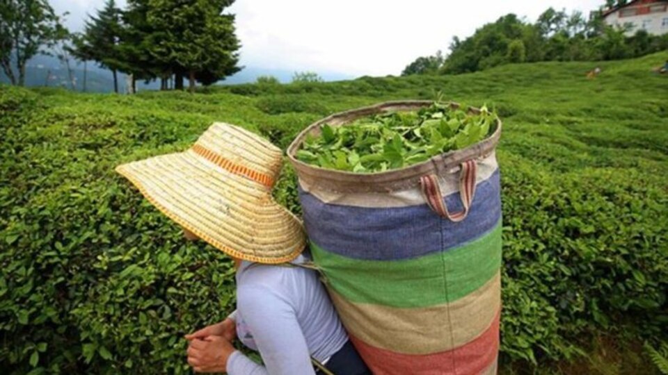 ÇAYKUR 500 personel alımı yapacak!