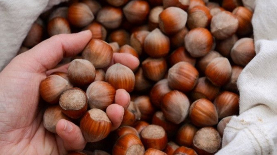 İl il fındık fiyatları listesi