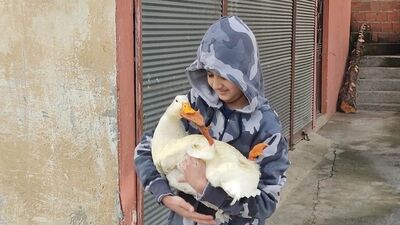 Küçük Yusuf'la ördeğin yürekleri ısıtan dostluğu