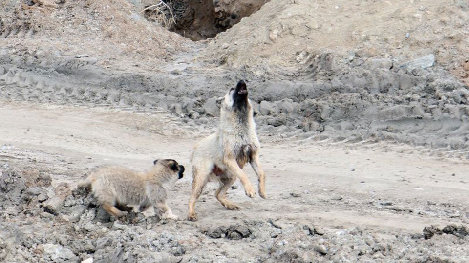 Yavrusu için sıçradı! Anbean kaydedildi