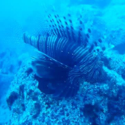 Kuyruğuyla kendini koruyor... Sürü halinde görüntülendi