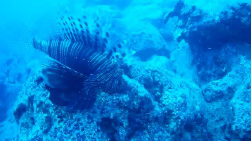 Kuyruğuyla kendini koruyor... Sürü halinde görüntülendi