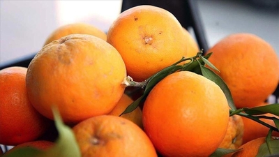 En fazla Rusya'ya satıldı