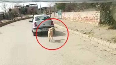 Köpeğe işkenceye para cezası!