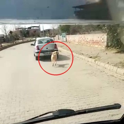 Köpeğe işkenceye para cezası!