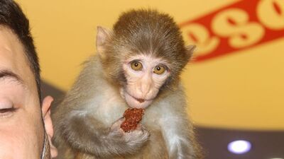 Beslenme alışkanlığı değişti! 2 günde bir yiyor