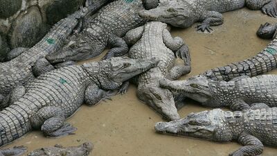 Timsah eti yenir mi, caiz mi?