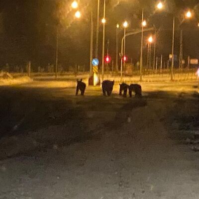 Kış uykusundan uyandılar! İlçe merkezine indiler!