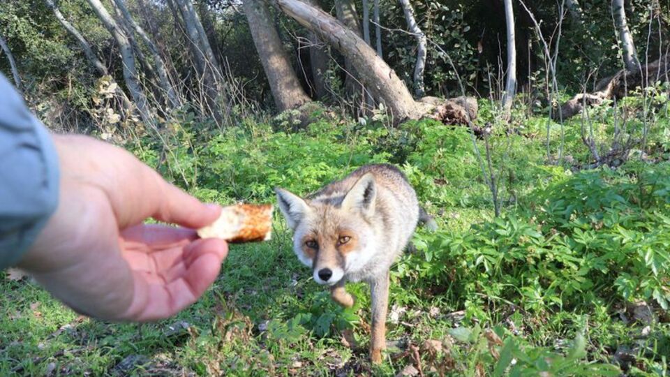 Tilkiyi simitle besledi, beğeni aldı