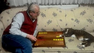 Tavlacı kedi fenomen oldu! Kapı alıp zar atıyor