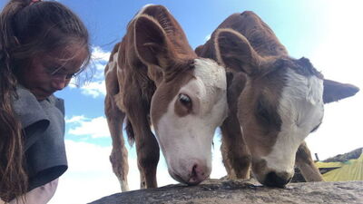 Buzağı destekleri ne zaman ödenecek?