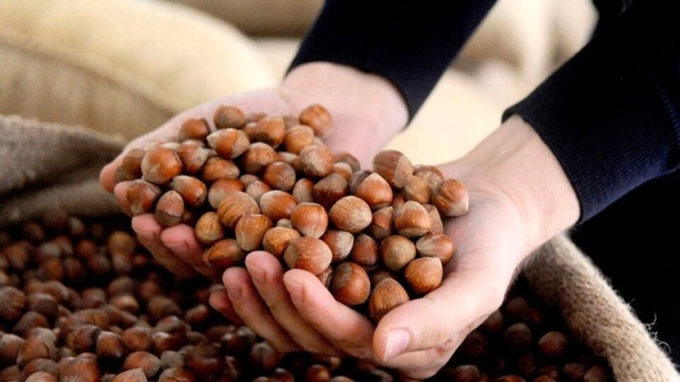 2021 il il Fındık fiyatları (Güncel)