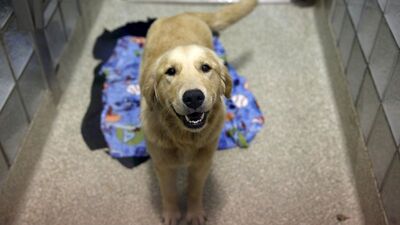 Arap Yarımadası'nda köpeklerin insanlarla yaşadığının en eski kanıtı