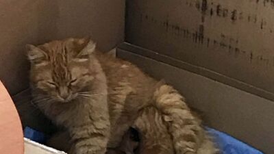 Anne kedi yavrularını doktora götürdü