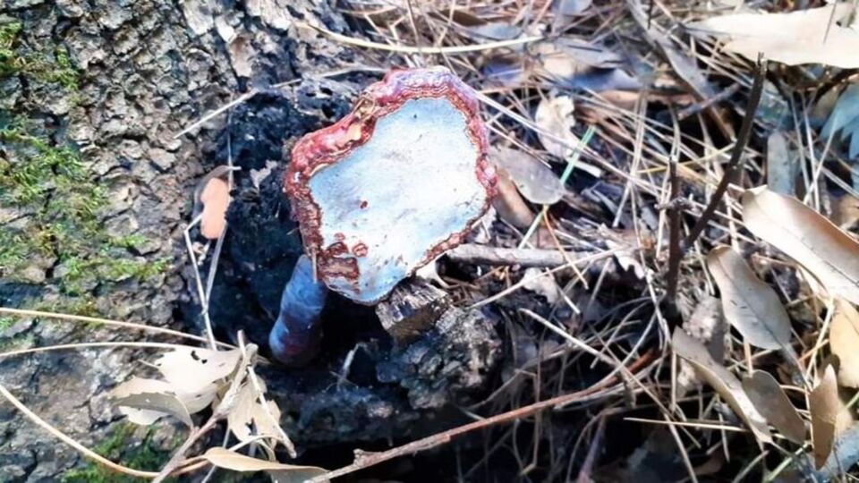 Aydın'da bulundu... Kilosu 4 bin liraya kadar çıkıyor