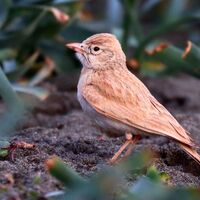 Türkiye'de ilk kez o ilimizde görüntülendi