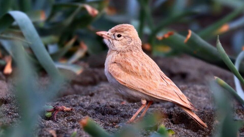 Türkiye'de ilk kez o ilimizde görüntülendi