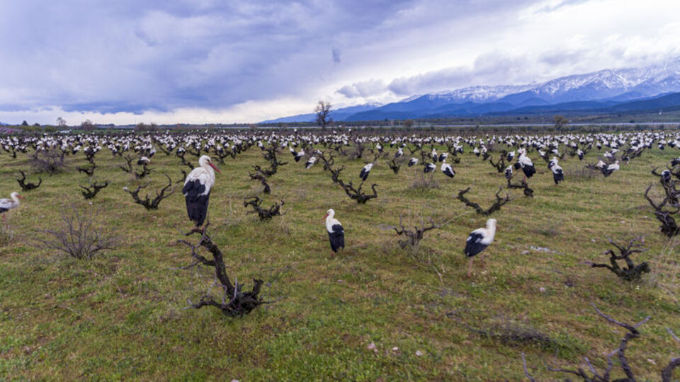 Amanos'ta göçmen leyleklerin görsel şöleni