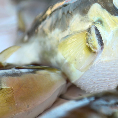 Ölümcül zehir ilaca dönüşecek