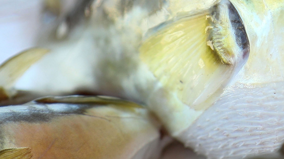 Ölümcül zehir ilaca dönüşecek