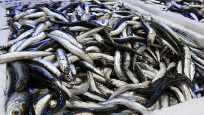 18 ülkeye hamsi ihraç edildi