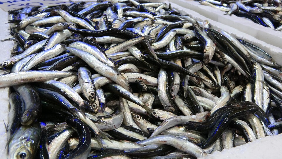 18 ülkeye hamsi ihraç edildi