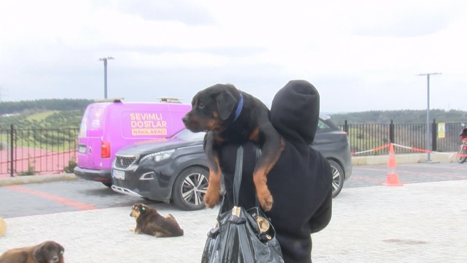 Kanlar içinde bulunan köpek sahiplendirildi