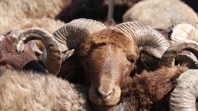 Kurban Bayramı ne zaman 2021?