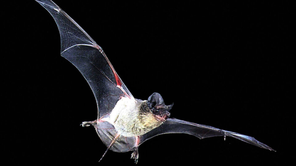 Taslak metin ortaya çıktı! Vuhan raporu!