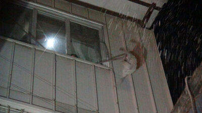 Yangında mahsur kalan kedi son anda kurtarıldı