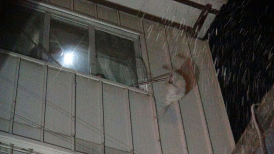 Yangında mahsur kalan kedi son anda kurtarıldı