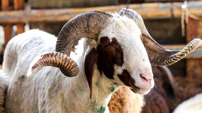 Kurban Bayramı ne zaman 2021?