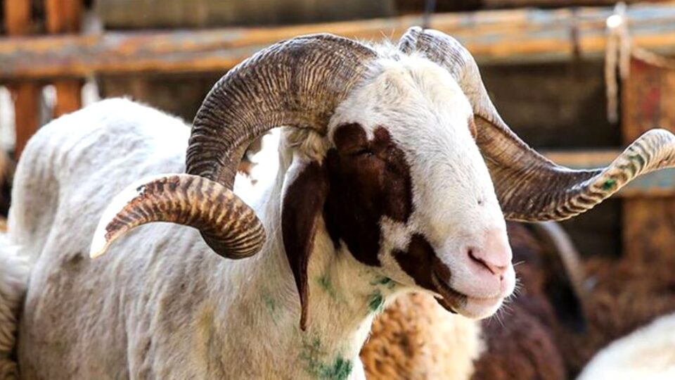 Kurban Bayramı ne zaman 2021?