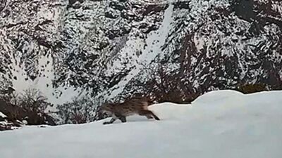 'Orman Hayaleti' ilk kez yakından görüldü