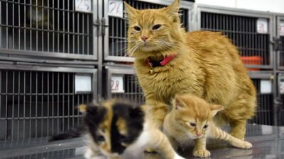 Anne kedinin veterinere getirdiği yavrular sahiplenildi