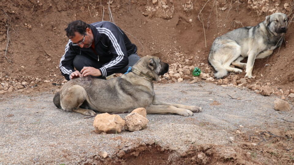 Akılalmaz vicdansızlık! Bıçakladılar