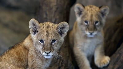 İsimleri oylamayla belirlenecek