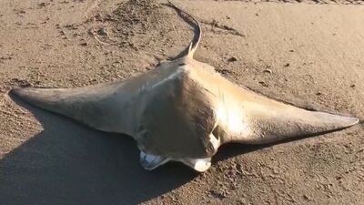 Adana'da sahile vurdu... Seferber oldular!