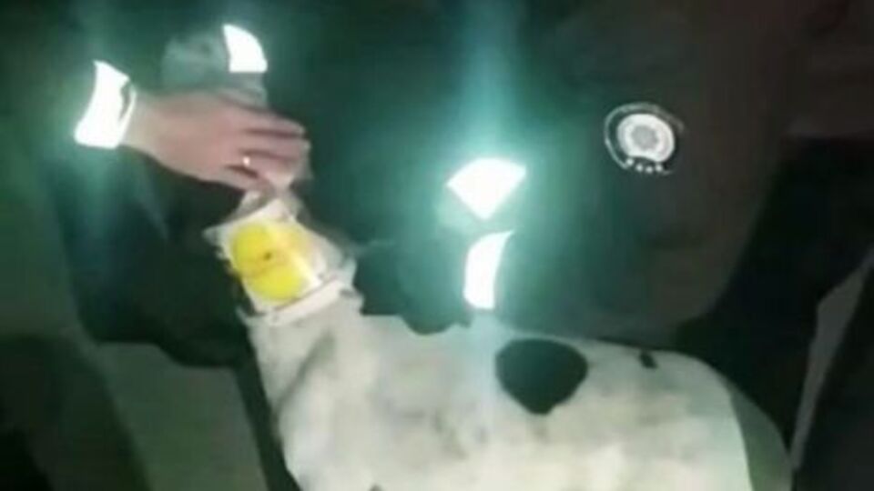 Boynuna plastik kova takılan köpeği bekçiler kurtardı