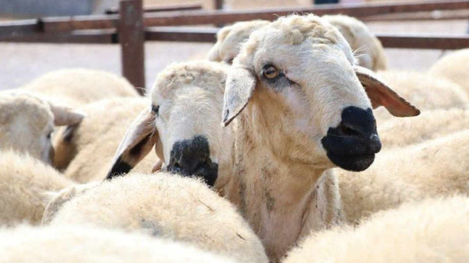 Kurban Bayramı ne zaman 2021?