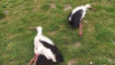 Denizli'de 2 leylek tüfekle öldürüldü