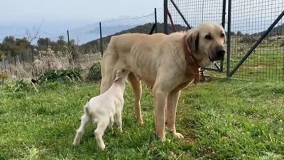 Çoban köpeğinin vefası duygulandırdı