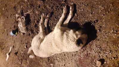 Seri katiller durmuyor! 2 canı daha vuruldu